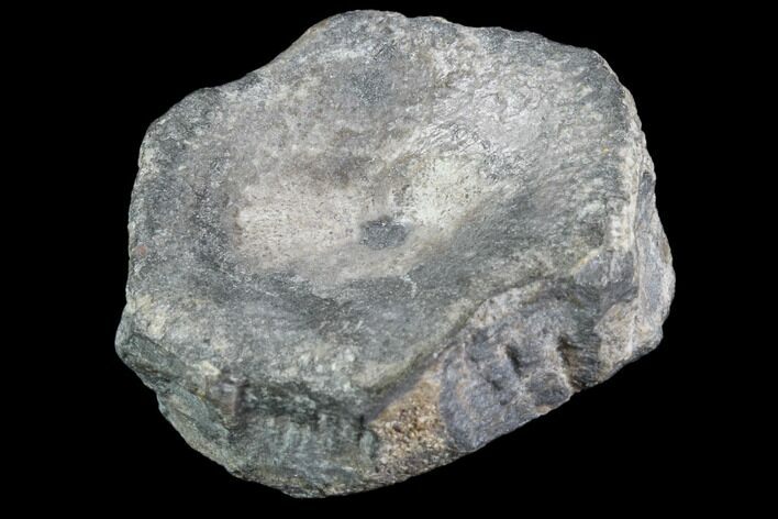 Ichthyosaur Vertebra - South Wales #86638